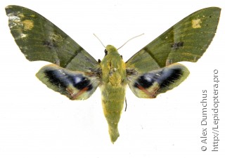 Eumorpha labruscae