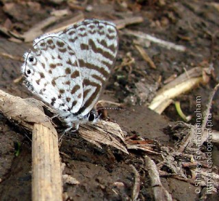 Lepidoptera