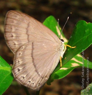 Lepidoptera