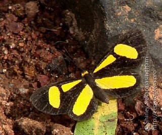 Lepidoptera