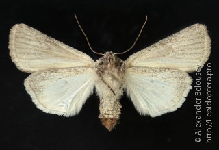 Dichagyris orientis