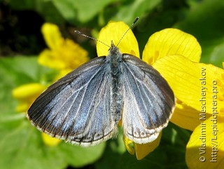 Celastrina ladonides