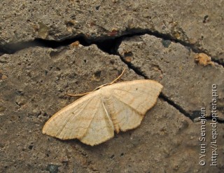 Scopula eunupta