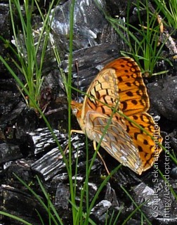 Lepidoptera