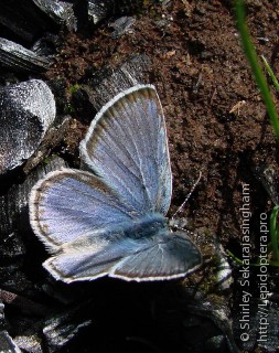 Lepidoptera