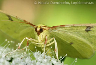 Opisthograptis luteolata