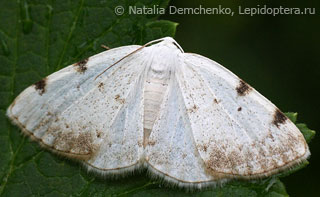 Имаго  (Lomographa bimaculata)