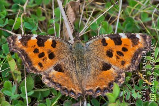 Nymphalis polychloros