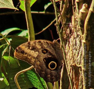 Lepidoptera