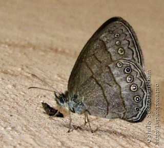 Lepidoptera