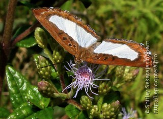 Lepidoptera