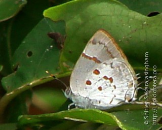 Lepidoptera