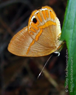 Lepidoptera