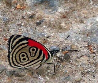 Lepidoptera