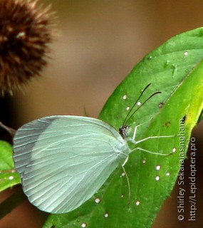 Lepidoptera