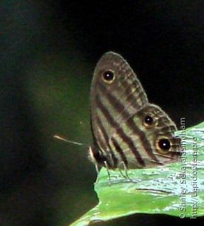 Lepidoptera