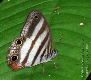 Lepidoptera