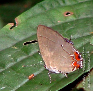 Lepidoptera