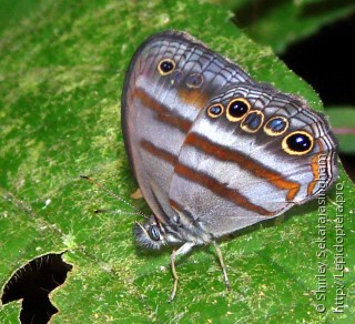 Lepidoptera