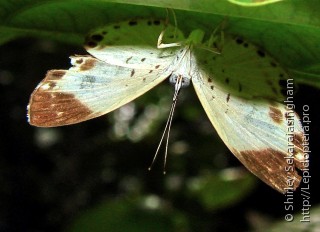 Lepidoptera