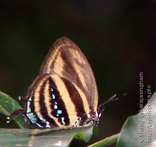 Lepidoptera