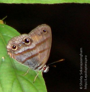 Lepidoptera