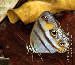 Lepidoptera