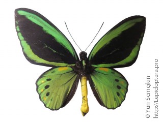 Ornithoptera priamus