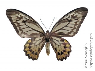 Ornithoptera croesus