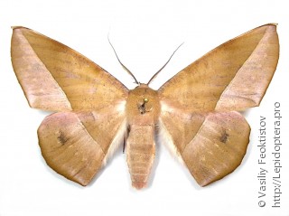 Oenochrominae