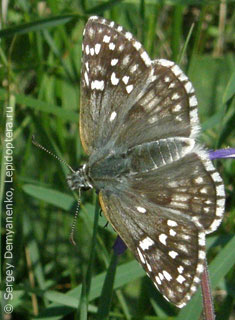 Pyrgus sidae