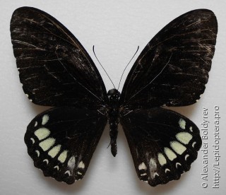 Имаго  Papilio mahadeva