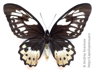 Самка  Ornithoptera aesacus
