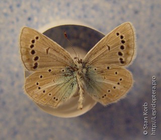 Lepidoptera