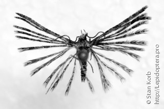 Самец  (Alucita kosterini)