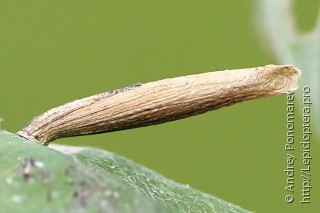 Coleophora trochilella