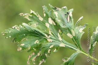 Coleophora trochilella