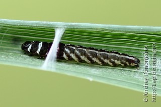 Helcystogramma lutatella