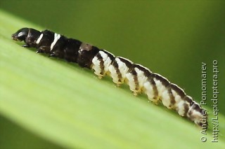 Helcystogramma lutatella