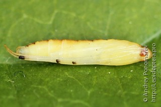 Caloptilia betulicola