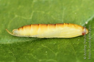 Caloptilia betulicola