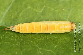 Caloptilia betulicola