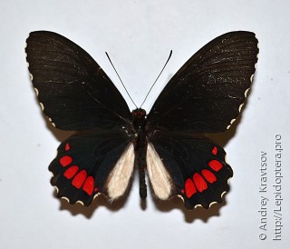 Parides erithalion