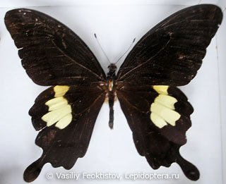 Самец  Papilio nephelus