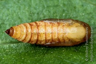 Eupithecia virgaureata