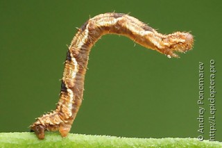 Eupithecia virgaureata