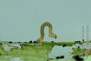 Eupithecia virgaureata