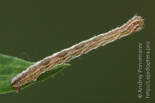 Eupithecia icterata