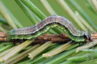 Macaria signaria