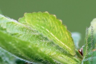 Satyrium pruni